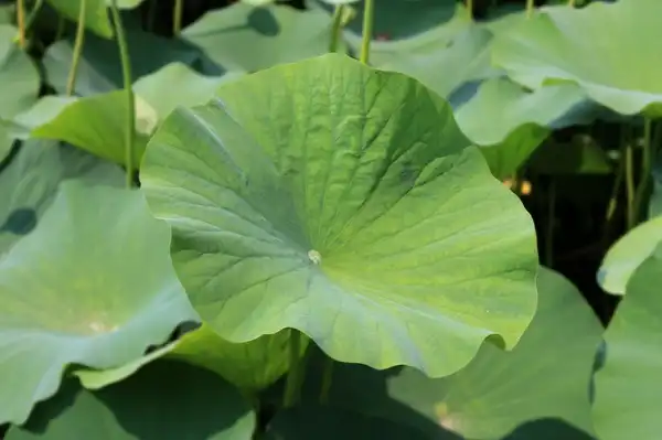 Lotus Leaf Extract Applications in Dietary Supplements